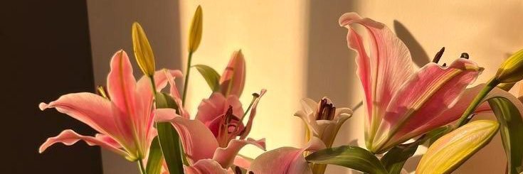 𝓝. banner