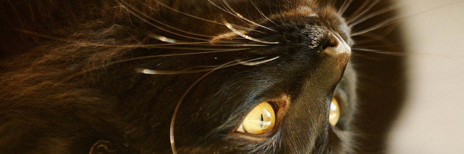 etalli's profile banner image
