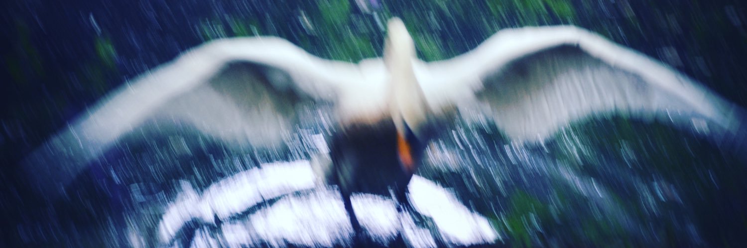 sfitzgib's profile banner image