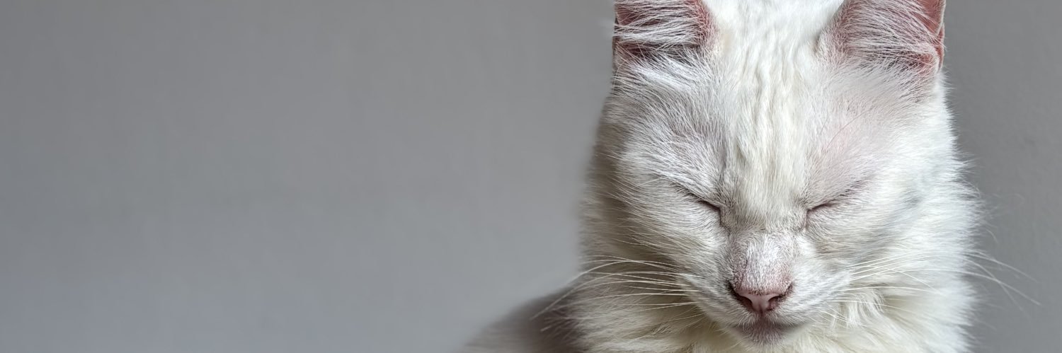Maggulina's profile banner image