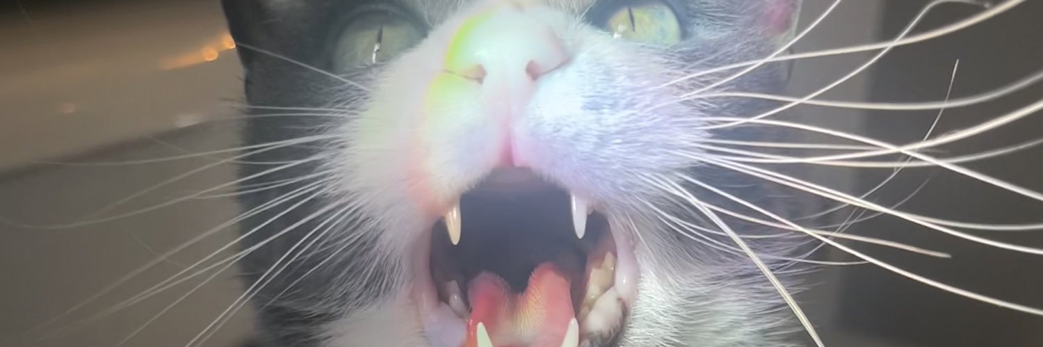ToniBarakat's profile banner image