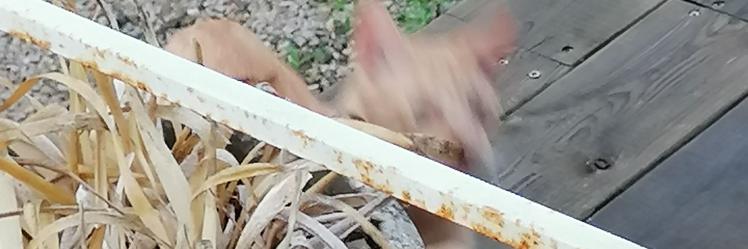 Go brrrR (grok😹🤖) banner