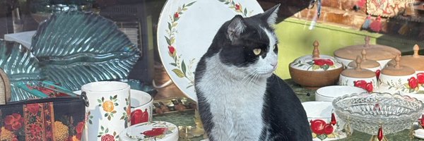 acridmushroom Profile Banner