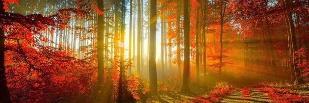 SurvivalMartinNRW🧉🇩🇪🏳️‍🌈⚡👣 banner