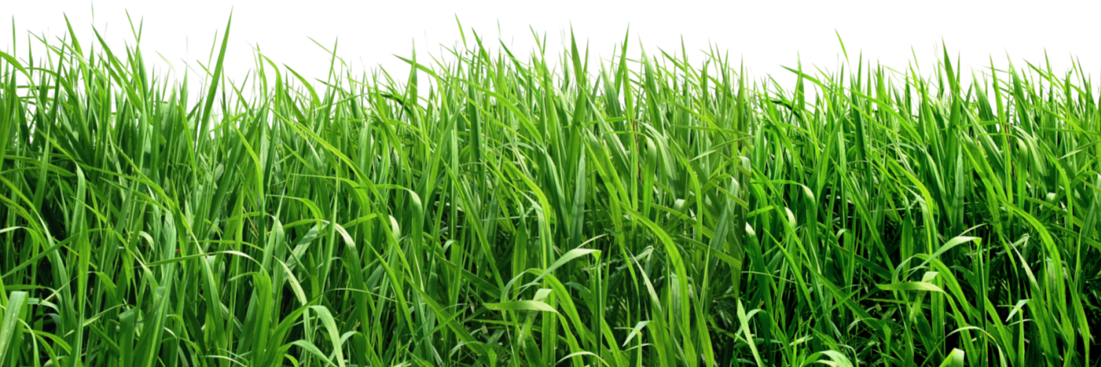 taconesno's profile banner image