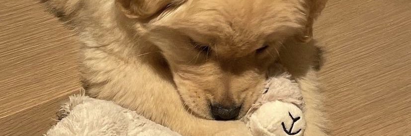 meanie’s 🐶🎨 banner