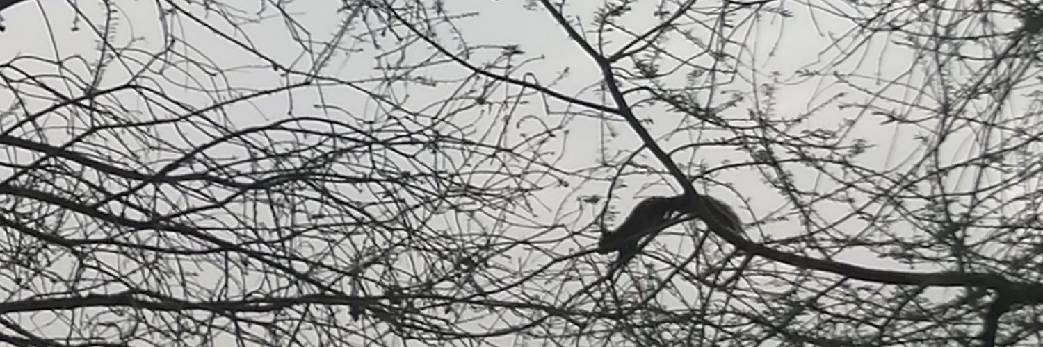 Lisa B banner