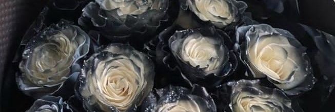Negar❄️ banner