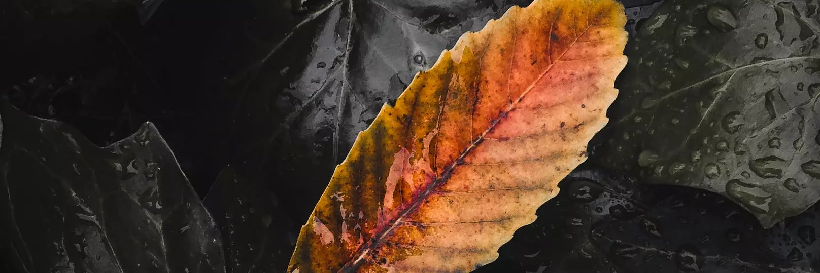 kitanunaa's profile banner image