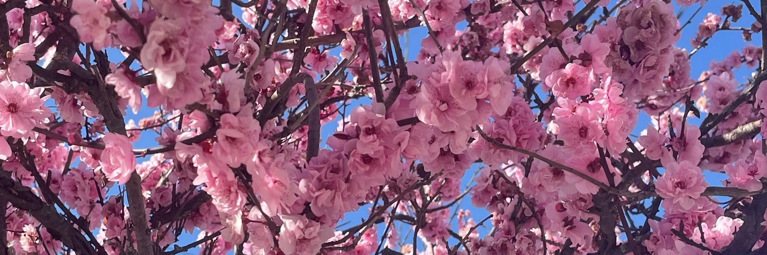 missmrm's profile banner image