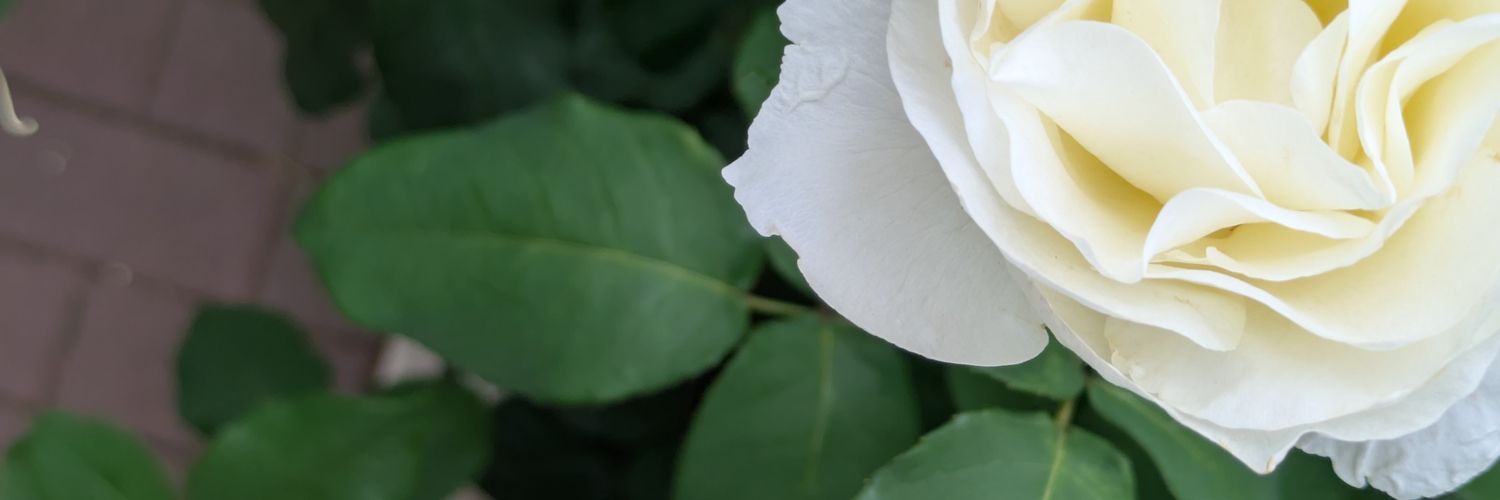 twoluz0807's profile banner image