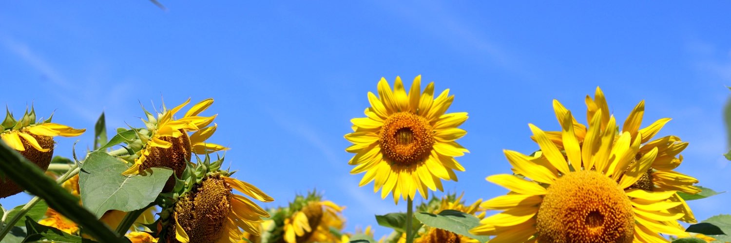Phi5525's profile banner image