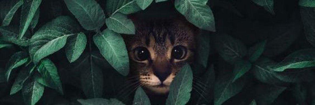 STamblag's profile banner image