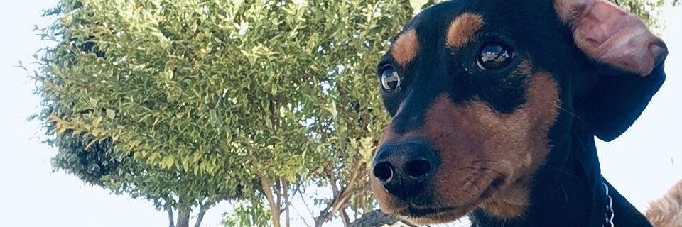 AramisPergal's profile banner image