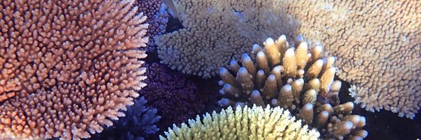 CoralPrPhoenix Profile Banner