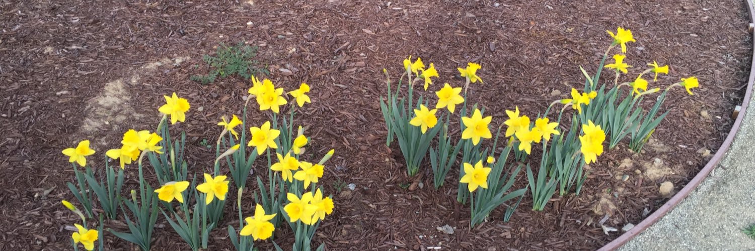 Anna Daniels☮️ banner