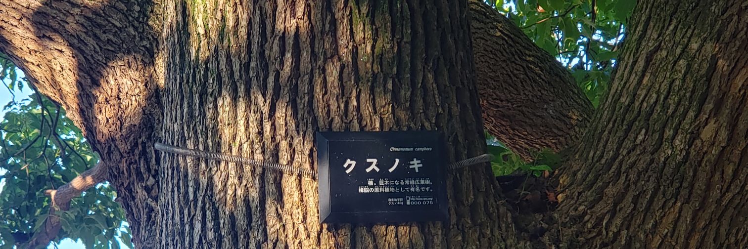 楠(くすのき) banner