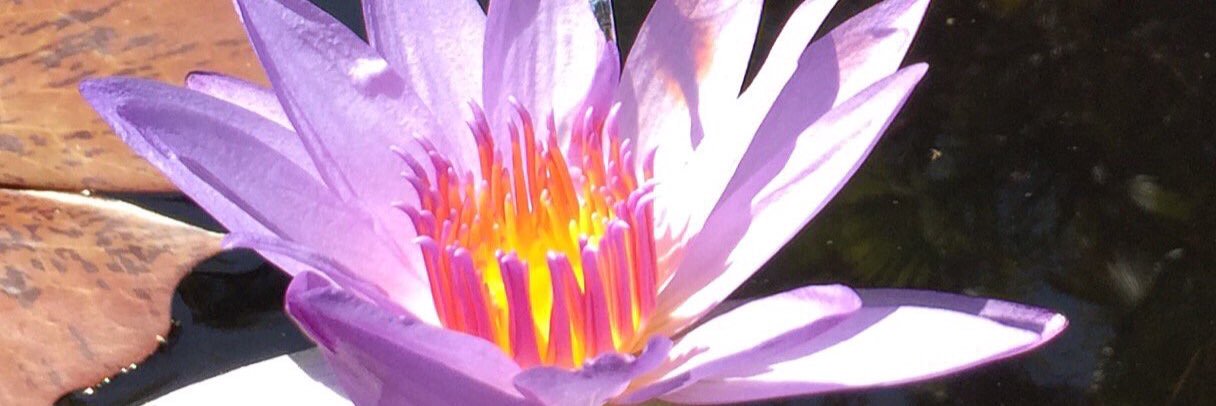 sofhymuller's profile banner image
