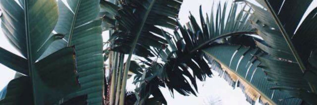 JulyxChild's profile banner image