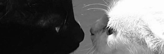❥ milotin ✟ banner