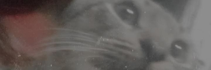 sam banner