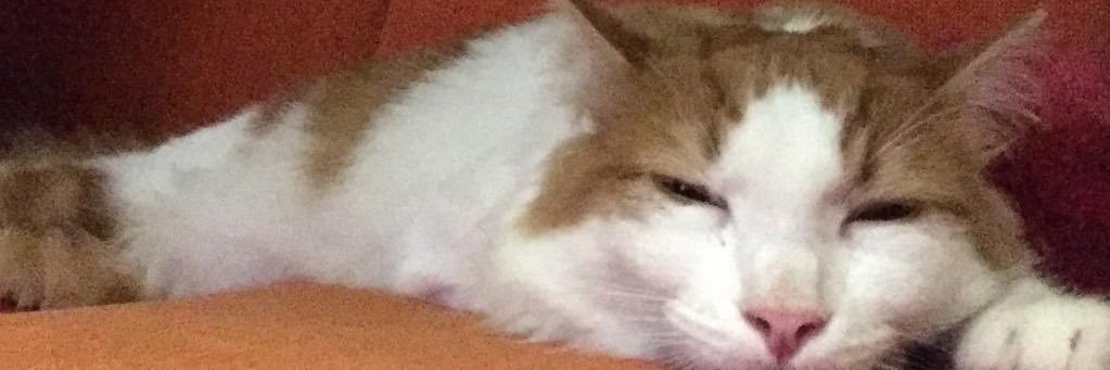 MeghaCR's profile banner image