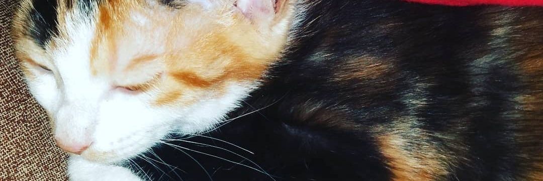 しえるん✨パズサバ垢 banner