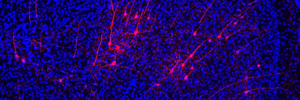 Tornero's Lab banner