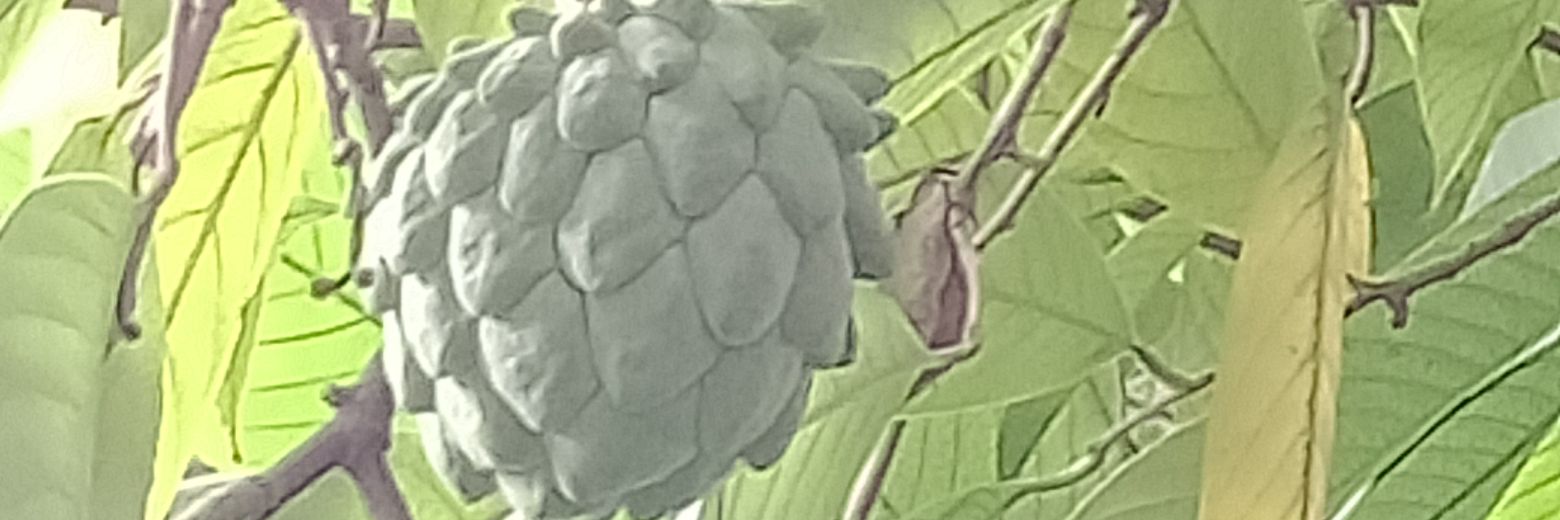 Vicky Polonは熱帯果樹マニア banner