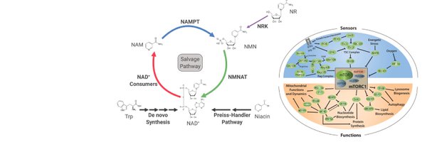 BaurLab Profile Banner