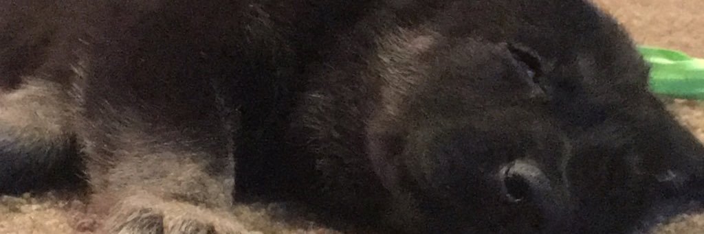 Chelsea Harrison banner