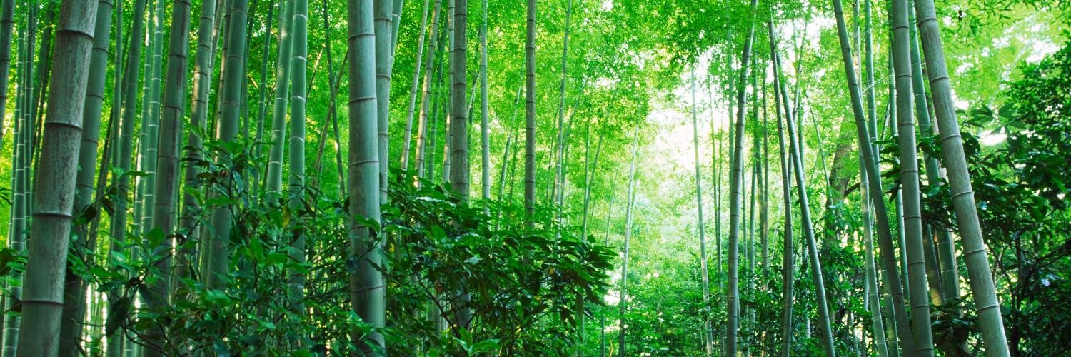 Green Forest Soap banner