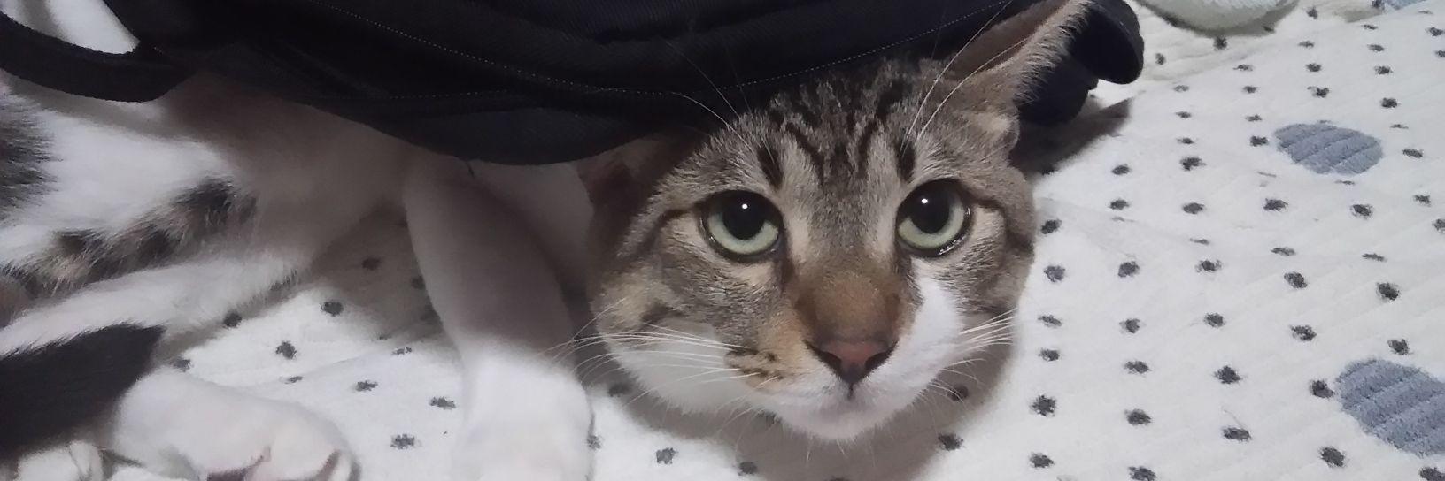 ろべると ⭐️ ✨ banner