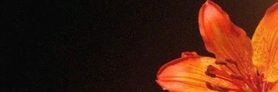 mia banner