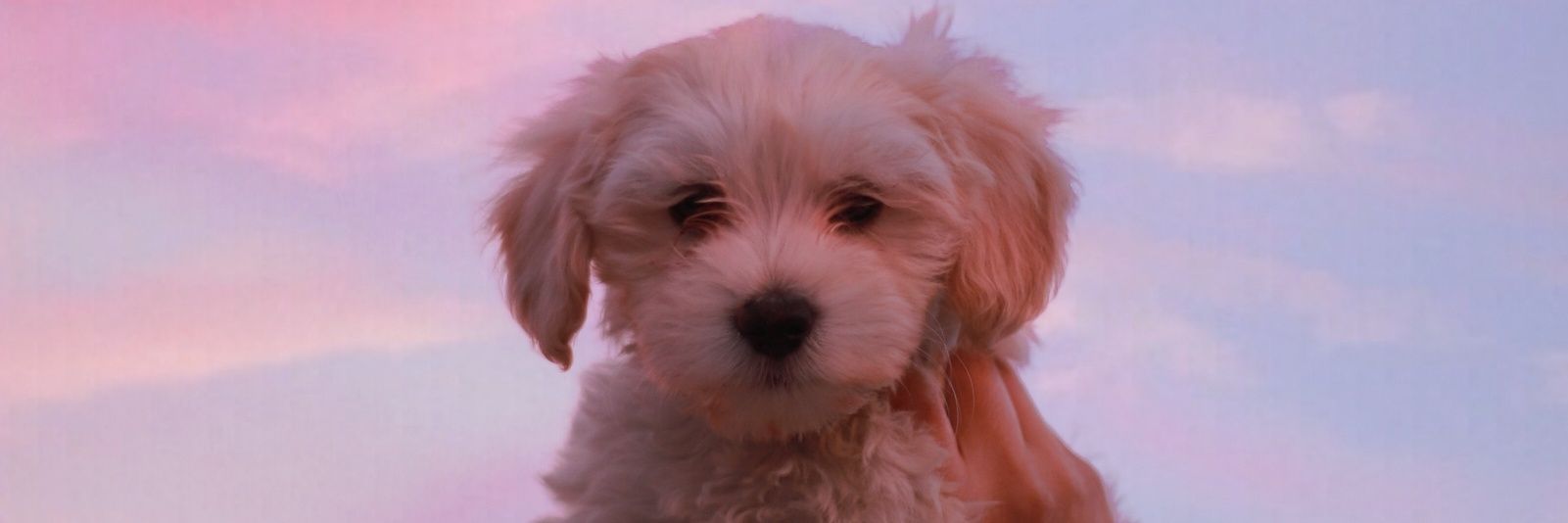 Yitzzz's profile banner image