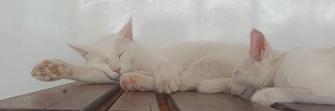 Leyla Gümüş banner