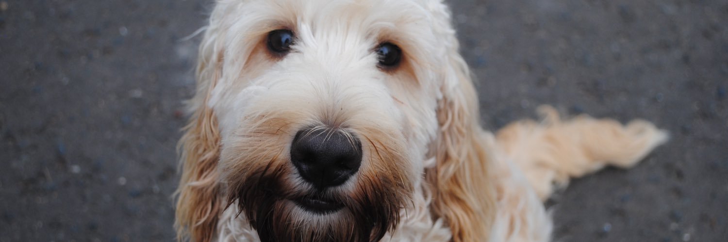 Dazza Yoghurto banner