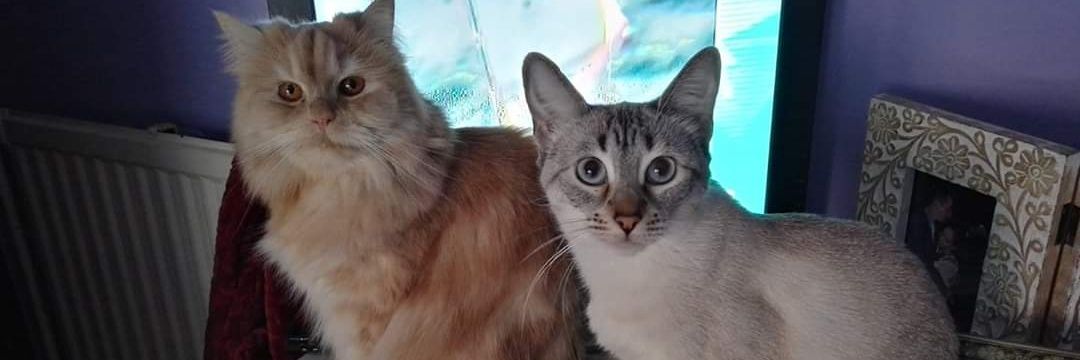 Fran 🇵🇸 🔻🍉 🇱🇧 banner