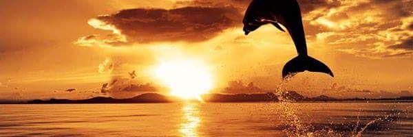 kobayan_dolphin's profile banner image