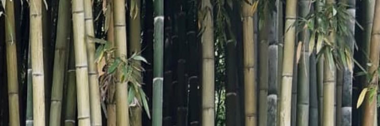 ellie 🫧 banner