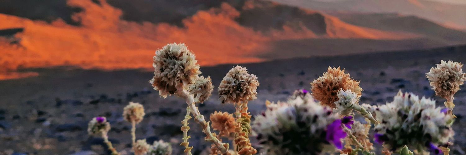 rgonzalezcl's profile banner image