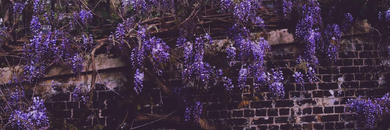 lisaschumann_'s profile banner image