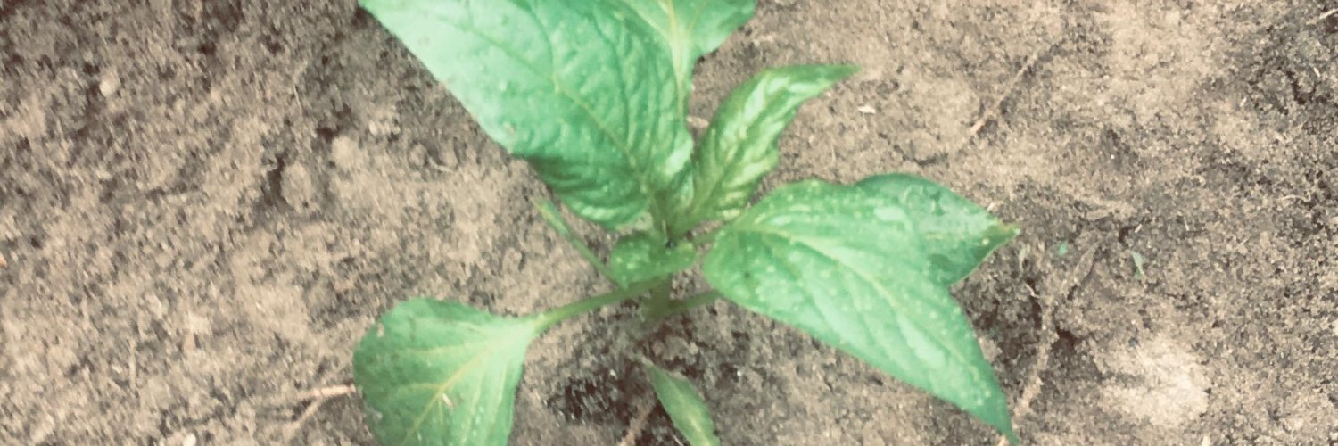 Healing over Everything banner