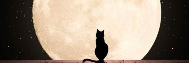 ucing_geringg's profile banner image