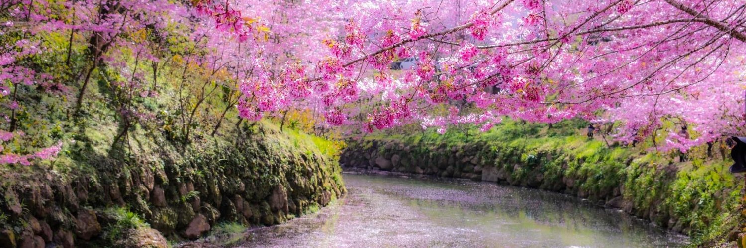 仙兔Alisa 台灣Vtuber banner