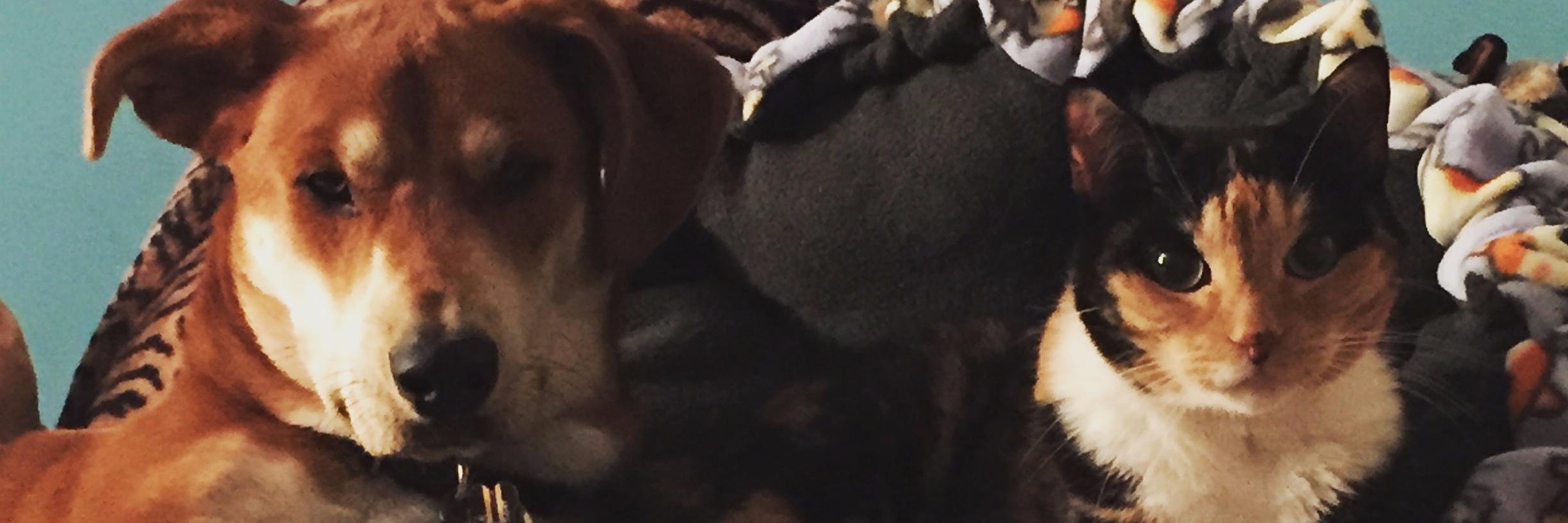sjp144's profile banner image