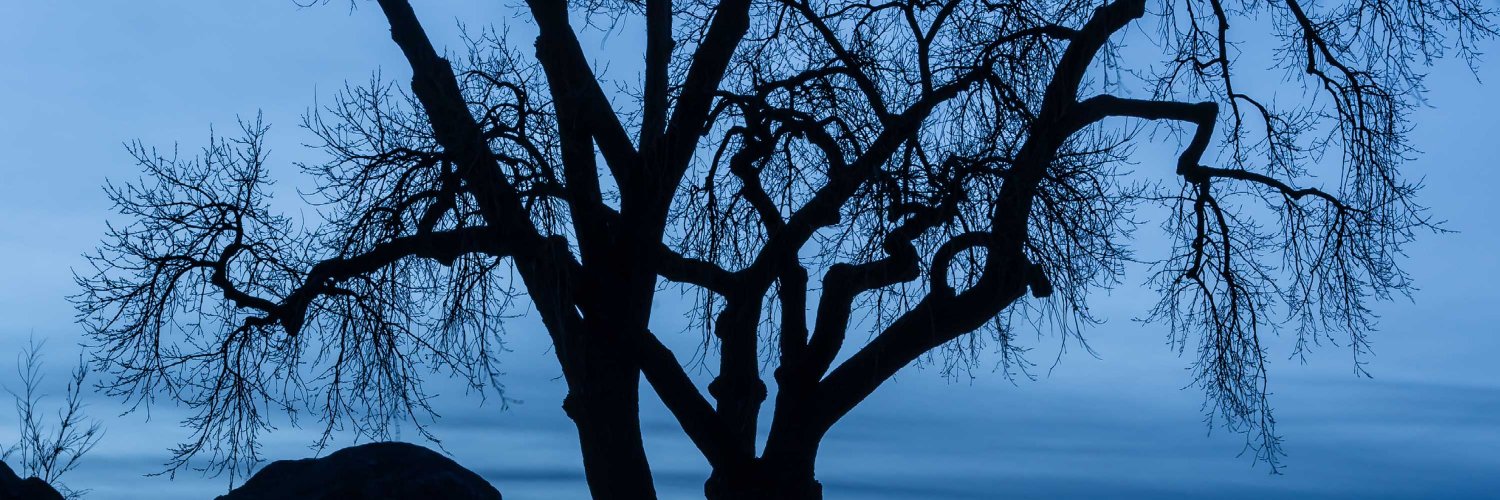laurenbrombert's profile banner image
