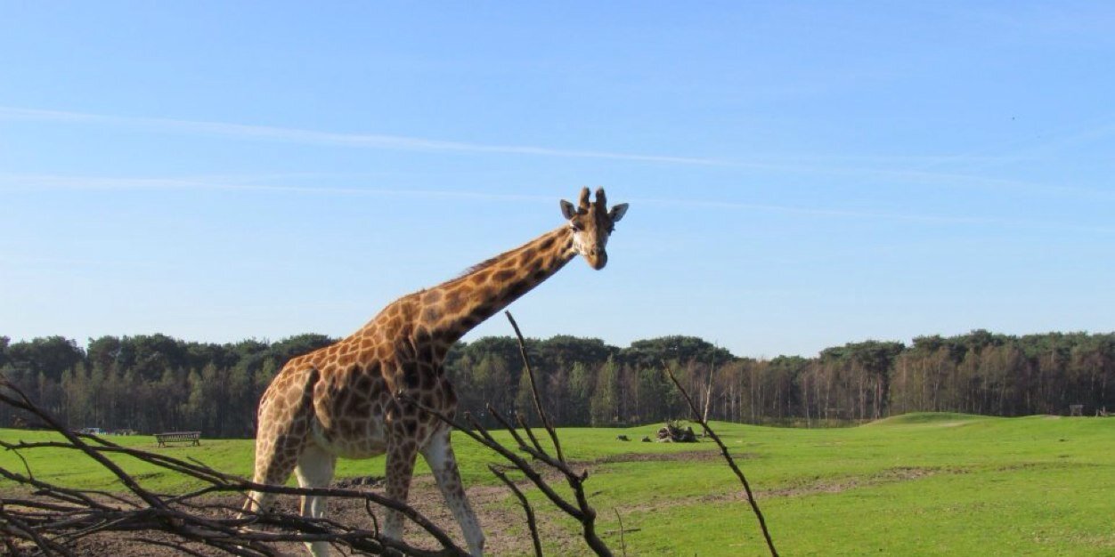 langzijn's profile banner image