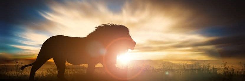 🪽 Michael ♌ Rising 🐉's banner