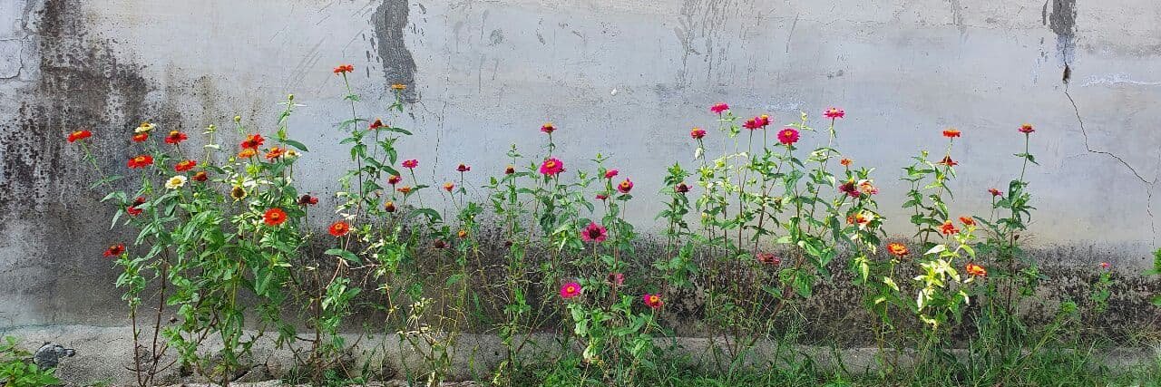 ............. banner